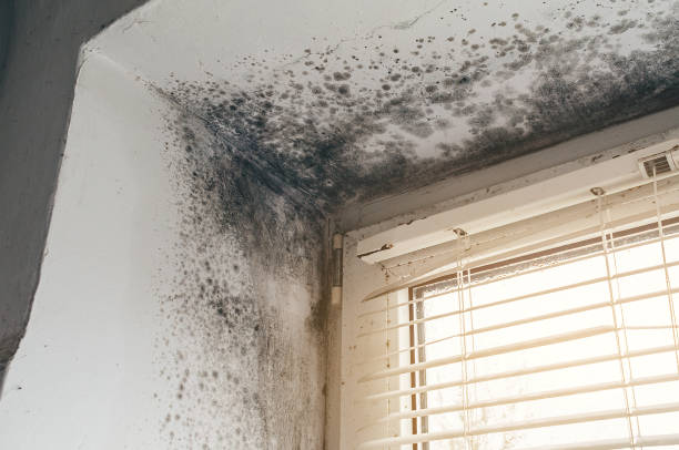 Affordable Basement Mold Removal solutions in Adamstown, MD